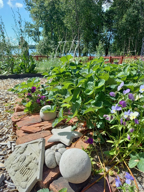 Blommor och jordgubbsplantor i Bibelträdgården en solig sommardag